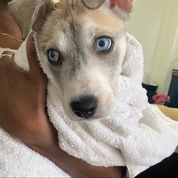 Meet your Posher, Ariel - Picture 1 of 1